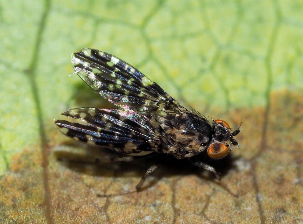 Drosophila picticornis, a Hawaiian fly with patterned wings