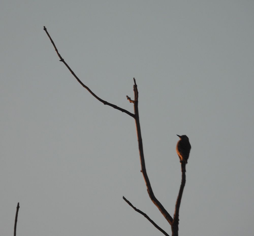 Silhouette, mostly dark but lit from one side with an orange light, of a downy woodpecker on a bare tree branch.