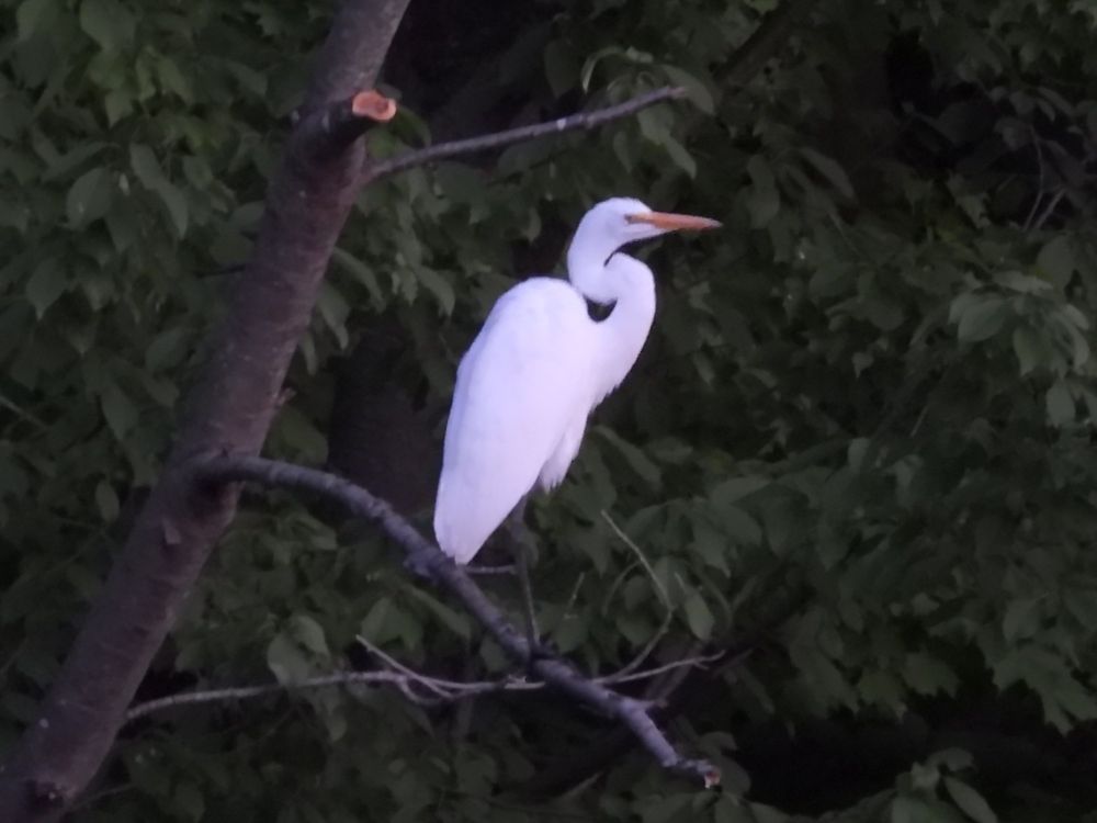 Great egret in a tree at dusk. Brilliant white against dark green and grey background