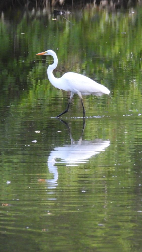 A great egret and its reflection
