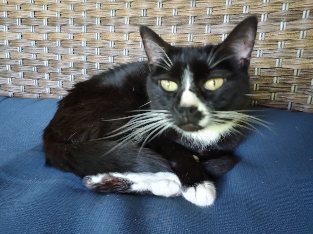 A small tuxedo cat sitting on a blue cushion with ridiculously extravagant white whiskers 