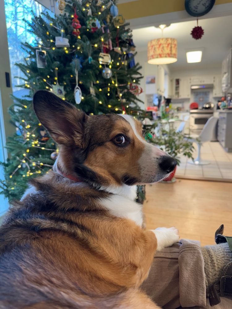 Conner Corgi throwing some aggrieved side-eye at the camera, because of the circumstances described in the caption. He is perched on my lap, and there is a Christmas tree in the background.