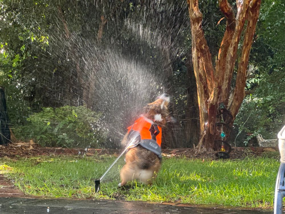 Conner Corgi literally leaping for joy in a lawn sprinkler. He is wearing an orange life vest because he is on the edge of a pool, unrelated to the the sprinkler adventure, but the extra armor against the blasting jet of water is just making life even better. This picture was a lot louder in real life, as most are, since he was attempting to herd the water