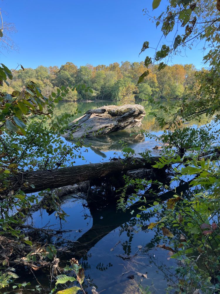 A rock and a large tree branch in a river