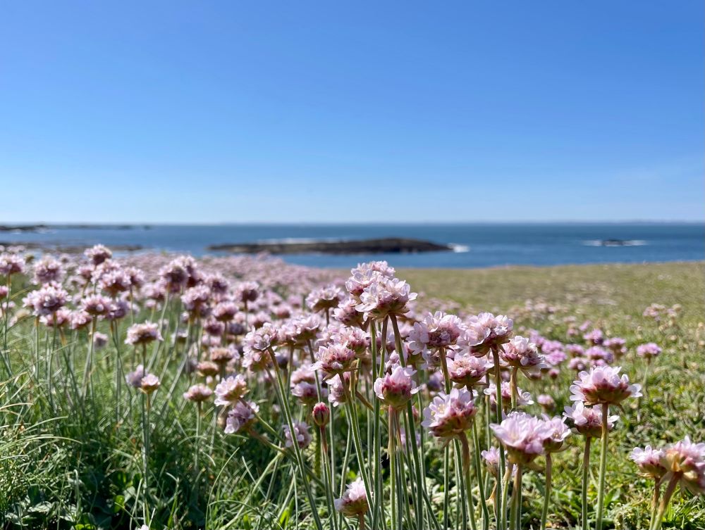 Fleurs roses sauvages au bord des falaises de la côte sauvé