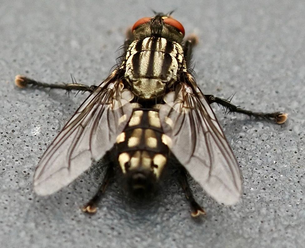 A large grey and white Flesh fly with a chequered abdomen and red eyes, on a bin.