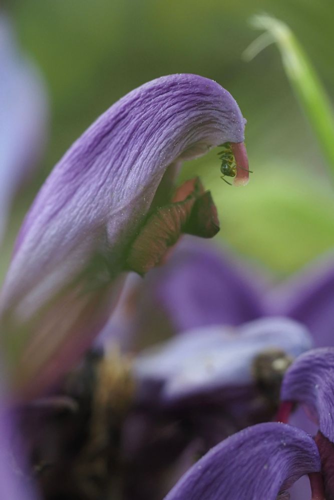 Close-up photograph of Purple toothwort flowers, with an Ant on the end of one of them.