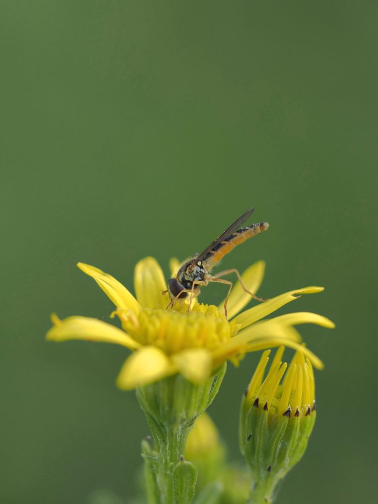 Side view of a Sphaerophoria hoverfly on a yellow Ragwort flower, against a blurred green background.