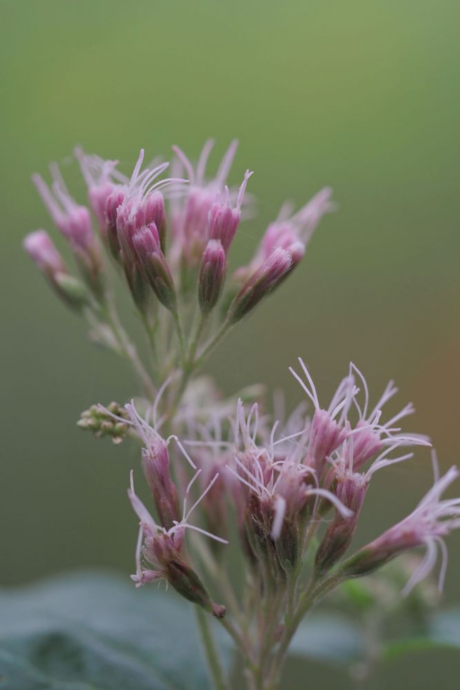 Pale pink flowers against a blurred pale green background.