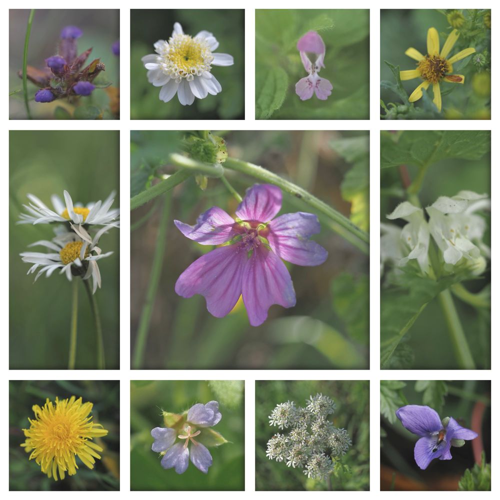 Montage of close-up photographs of Selfheal, Feverfew, Red dead nettle, Ragwort, Daisies, Common mallow, White dead nettle, Dandelion, Small-flowered cranesbill, Hogweed and Sweet violet. 