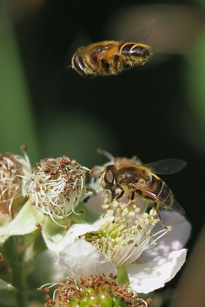 A female Hoverfly feeding on a pale pink Bramble flower, with a male Hoverfly hovering above her.