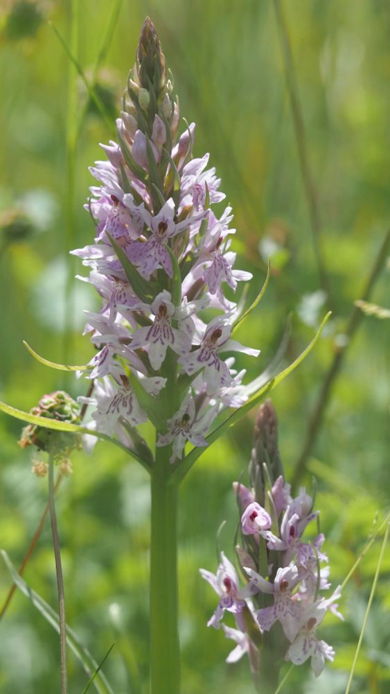 Tall white and pink orchids in grass.