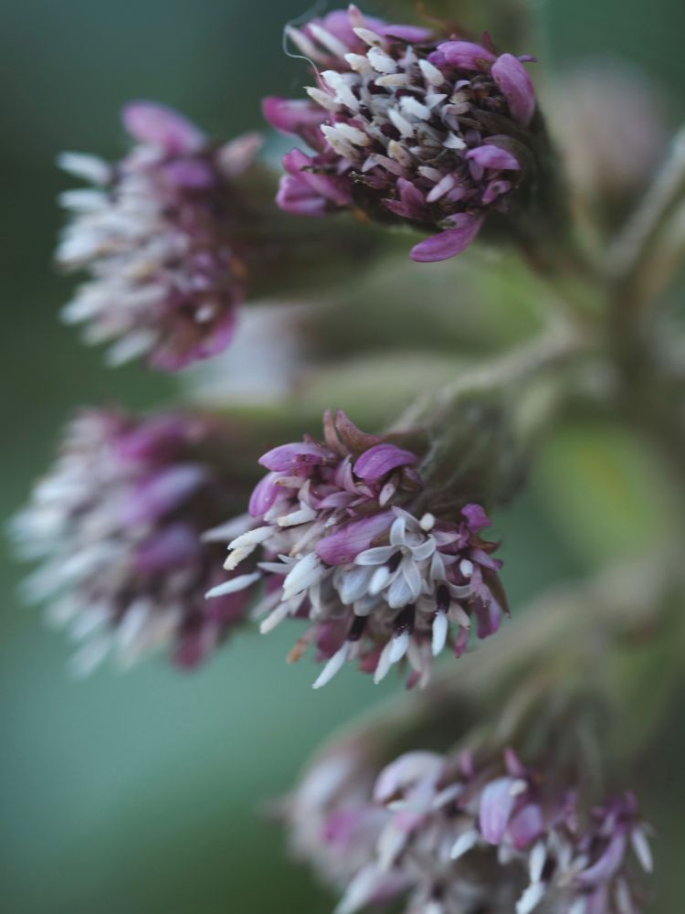 Clusters of white and pink flowers against a blurred green background.
