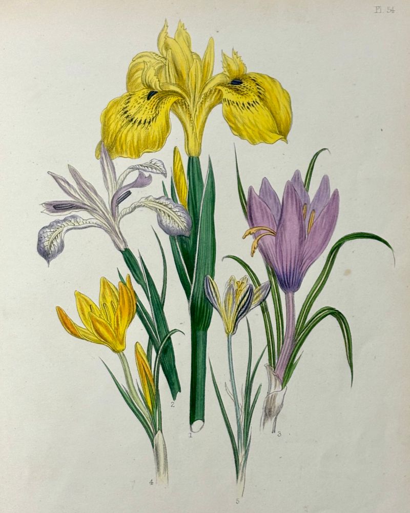 Yellow and purple irises and crocuses.