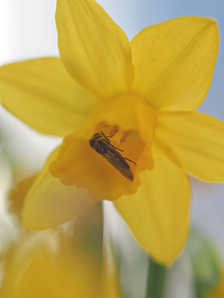 A small Hoverfly inside a small yellow Daffodil against a blurred yellow, green and white background.