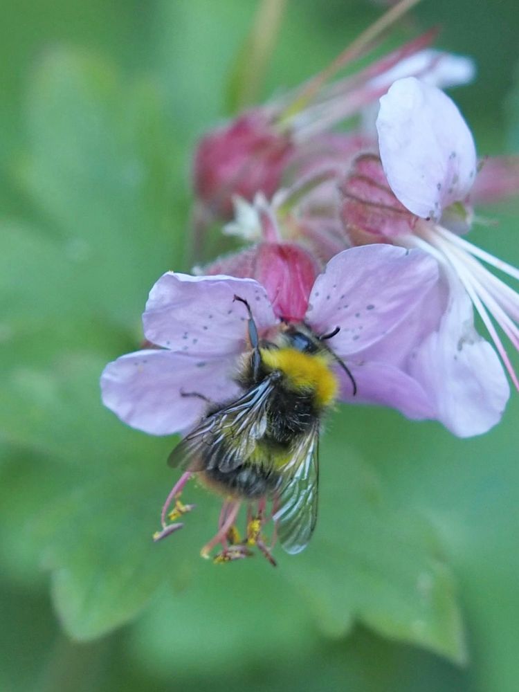 A Bumblebee on a pink Geranium flower against a blurred green background.