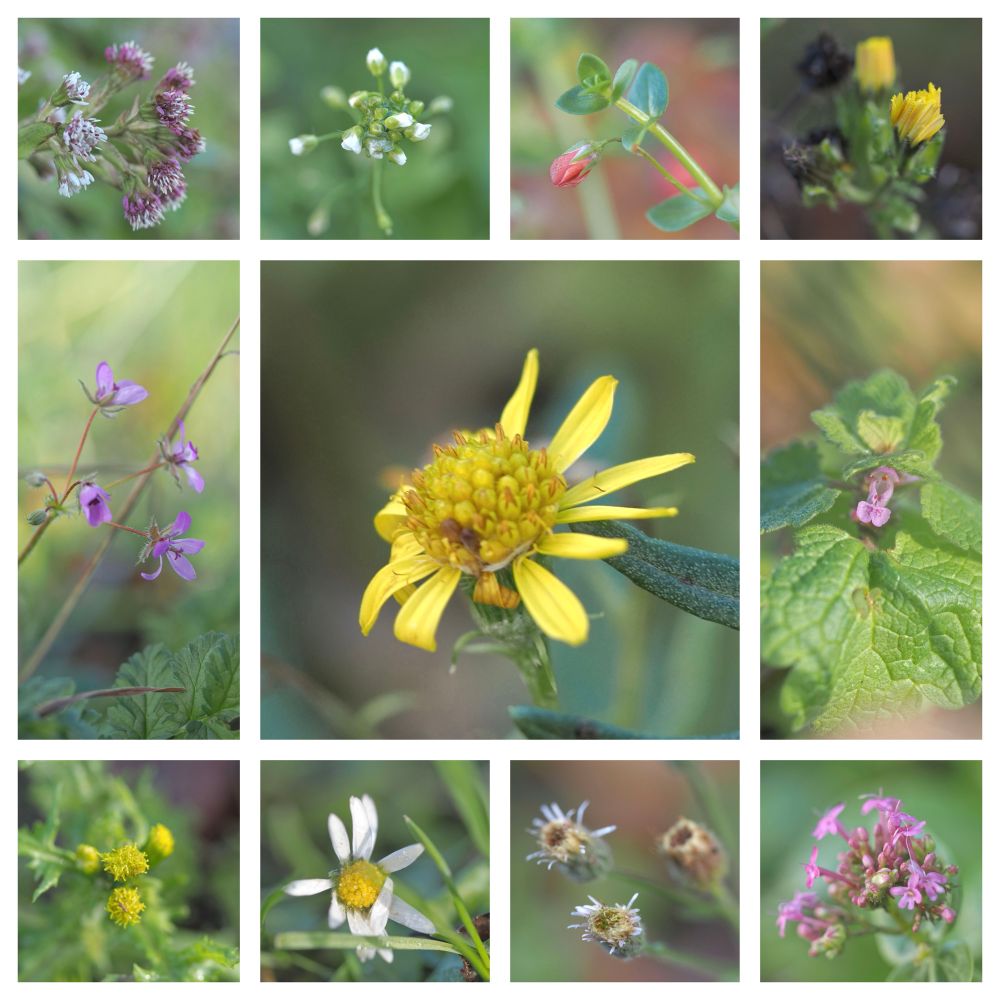 Montage showing Winter heliotrope, Shepherd’s purse, Scarlet pimpernel, Bristly oxtongue, Common storksbill, Ragwort, Red dead nettle, Groundsel, Daisy, Blue fleabane and Red valerian.