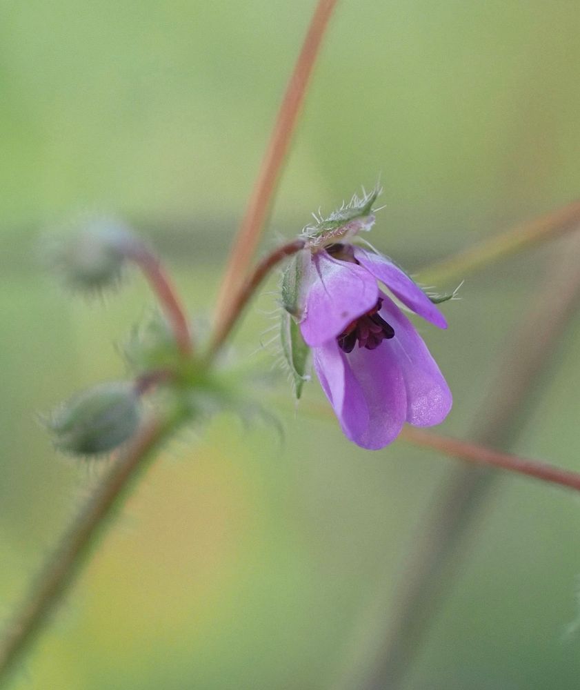 A pale pink Common storksbill flower against a pale green background.