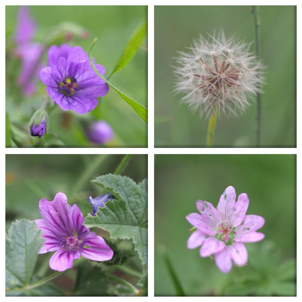 Montage showing close-up photographs of Hedgerow cranesbill, Autumn hawkbit seedhead, Common mallow and Dovesfoot cranesbill.
