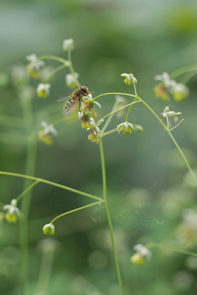 Male Syrphus hoverfly on Thalictrum, against a blurred green background.