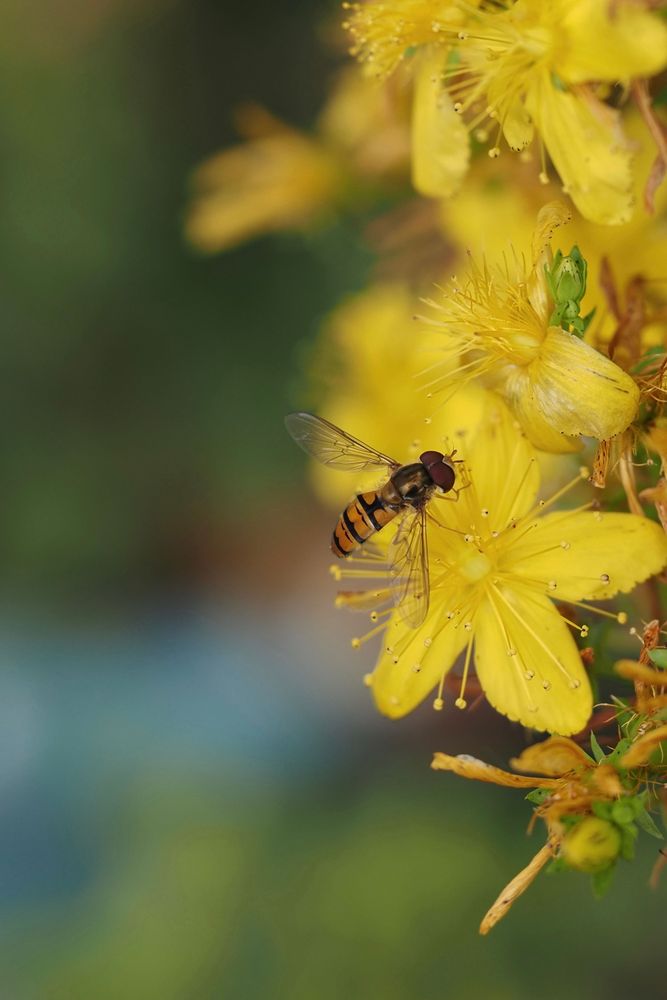 An orange and black banded Hoverfly on a yellow flower of St John’s wort, against a blurred green and blue background.
