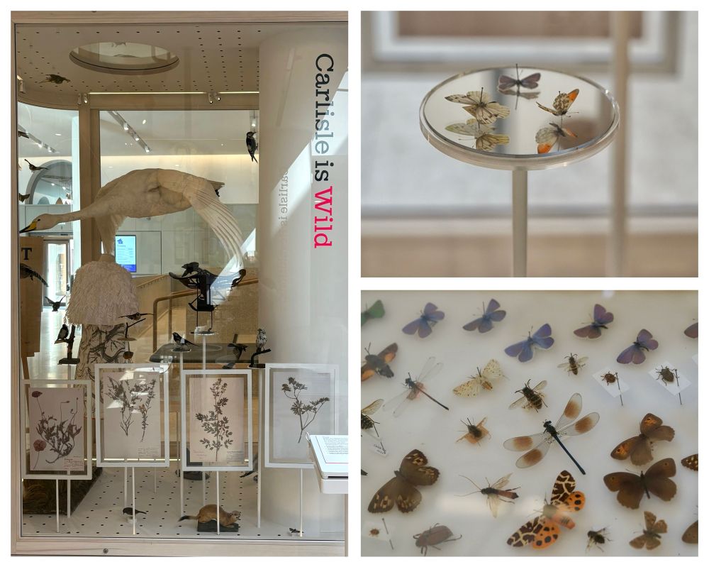 Montage showing the ‘Carlisle is Wild’ display cases, including reproductions of herbarium sheets and insects.