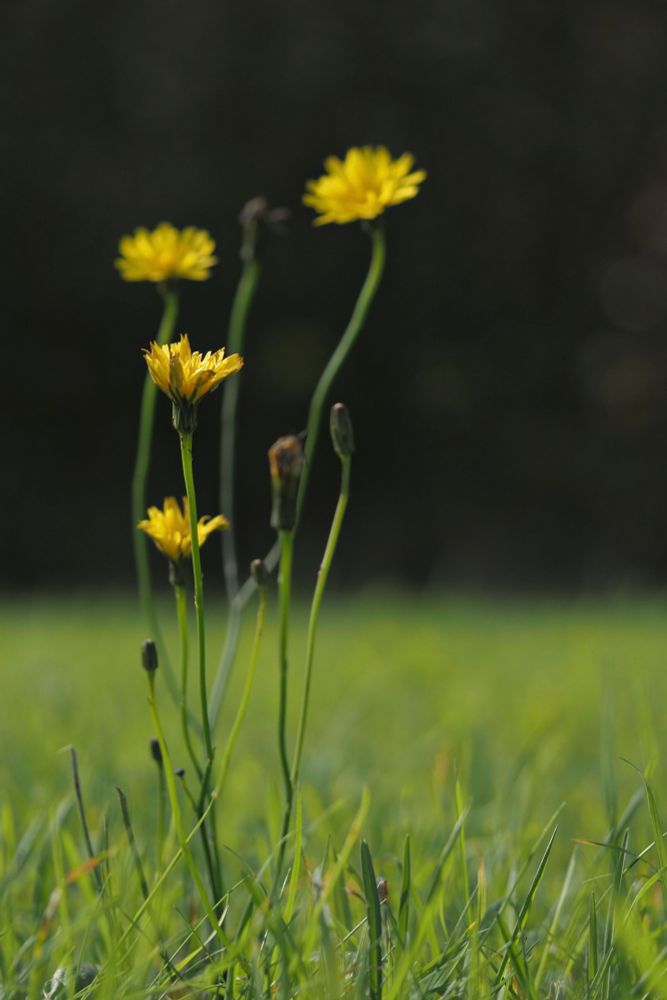 Yellow Catsear flowers in grass.