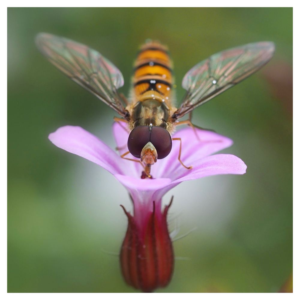 A Marmalade hoverfly on a pale pink Herb Robert flower, against a blurred dark green background.