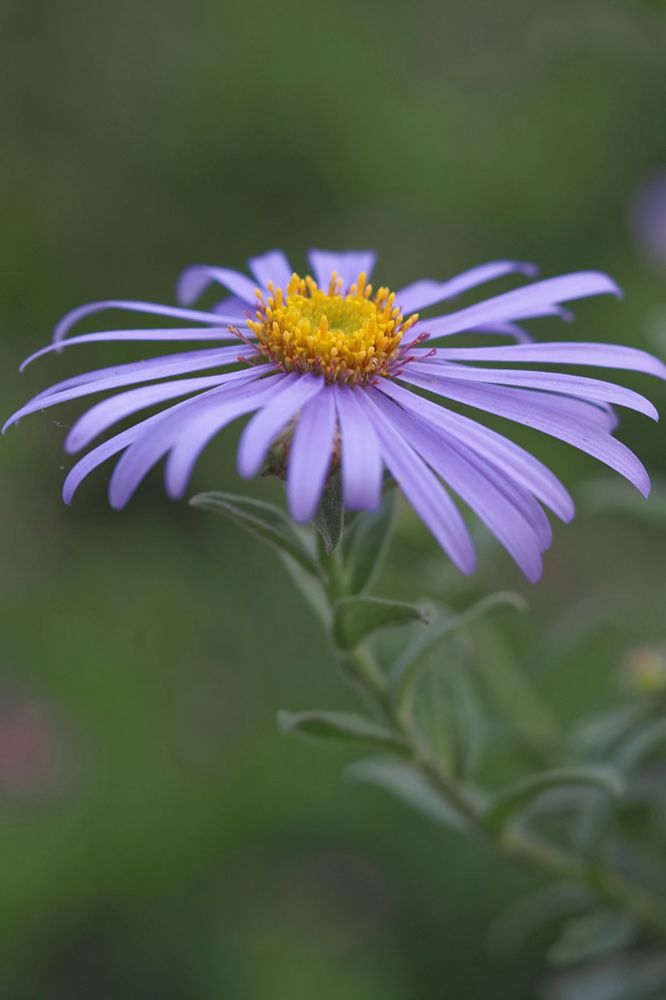 Close-up photograph of a mauve Michaelmas daisy against a blurred green background.