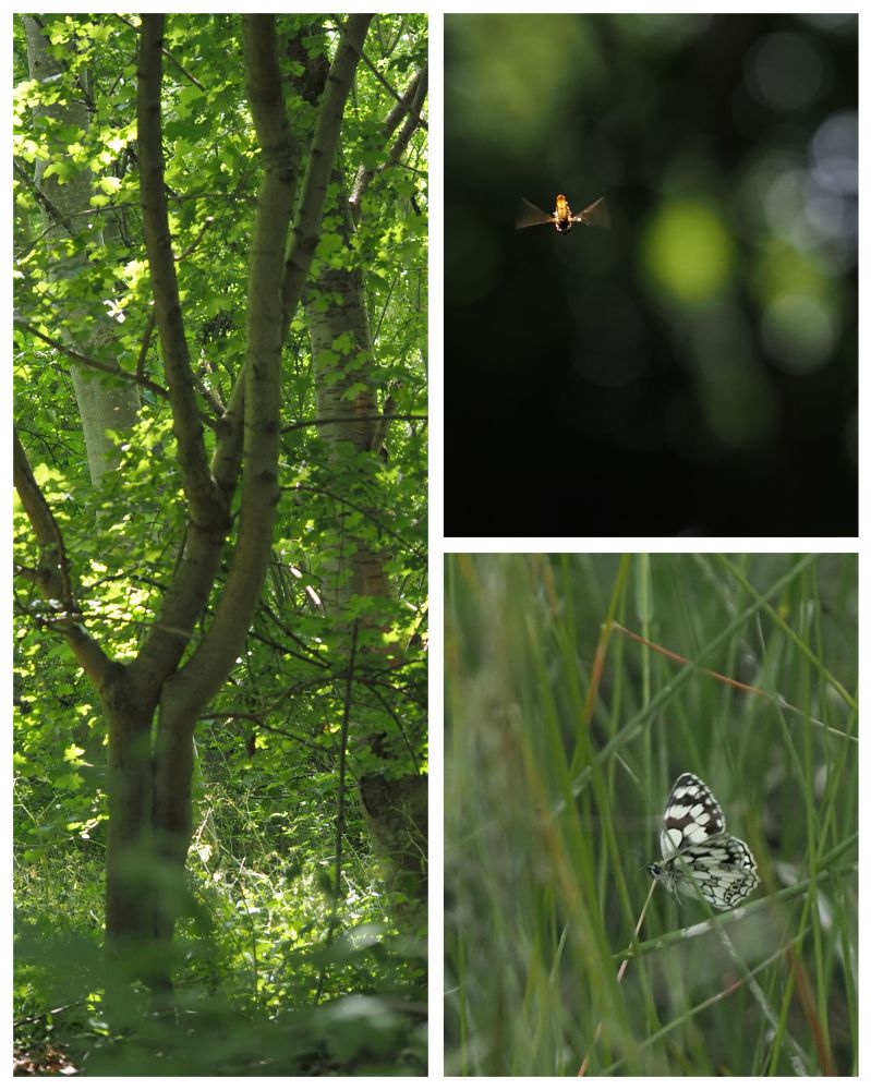 Montage showing trees in sunlight, a hovering Marmalade hoverfly and a Marbled white butterfly flying through grass.