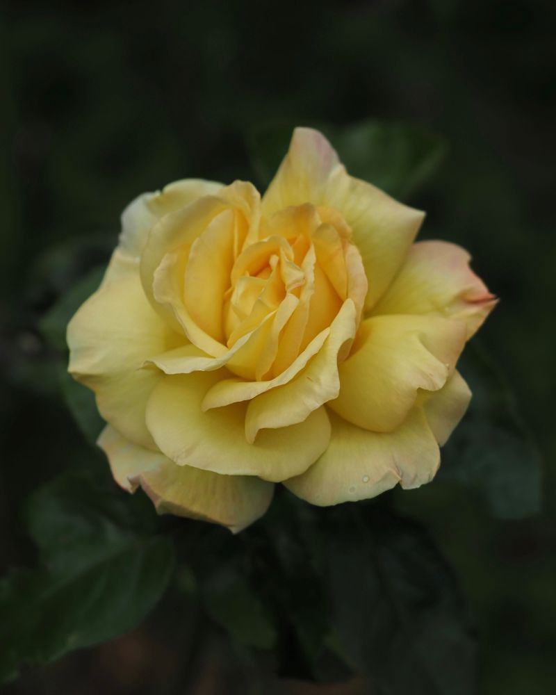 A large hybrid tea rose flower, a creamy pale yellow with tinges of pink at the edge of the outer petals. 