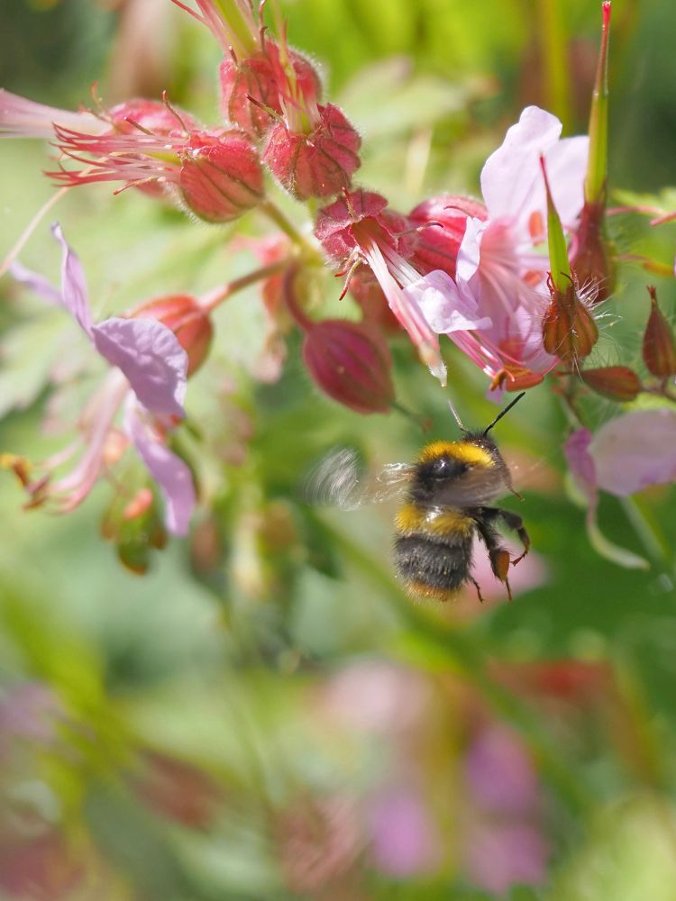 A Bumblebee in flight, visiting pink Geraniums in the garden.