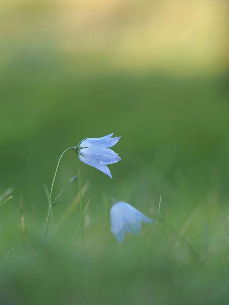 Side view of two pale blue Harebell flowers amongst grass.