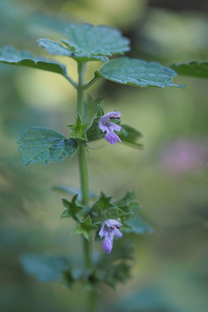 Small pink and white flowers amongst green leaves.
