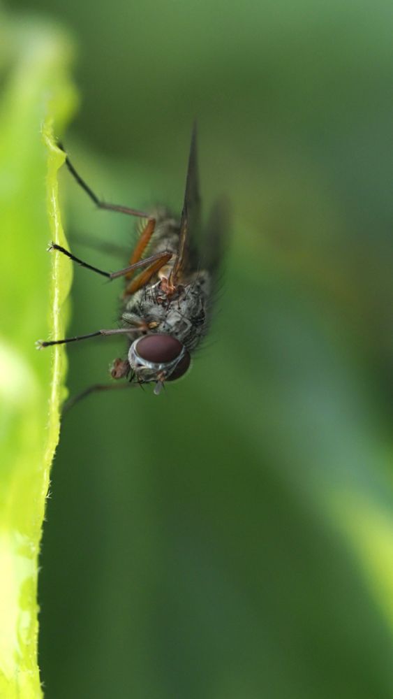 A fly on the edge of an ivy leaf against a blurred green background.