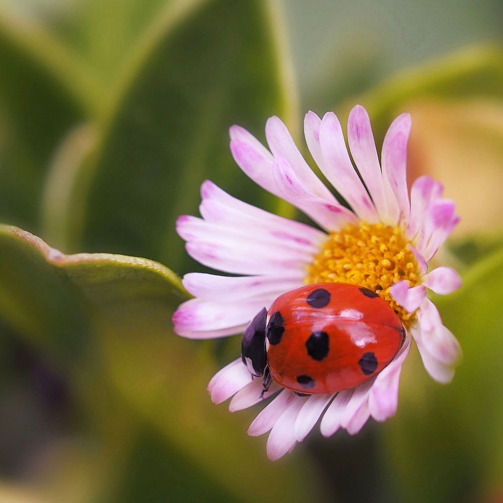 A red and black Seven-spot ladybird in a pink Mexican fleabane flower, surrounded by yellowish green leaves of Sweet box.