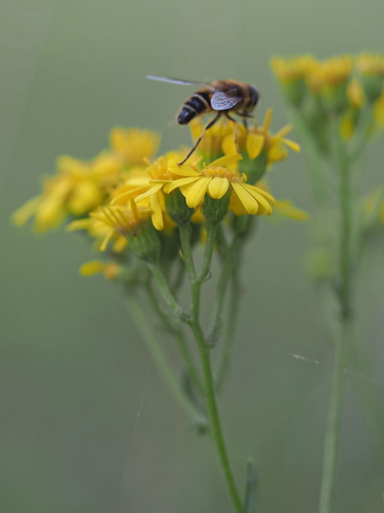 A Hoverfly with a tapered abdomen on a yellow flower against a blurred green background.