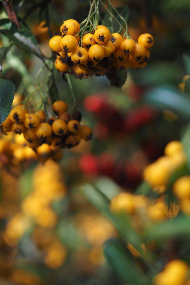 Orange Pyracantha berries, with blurred red and orange berries in the background.