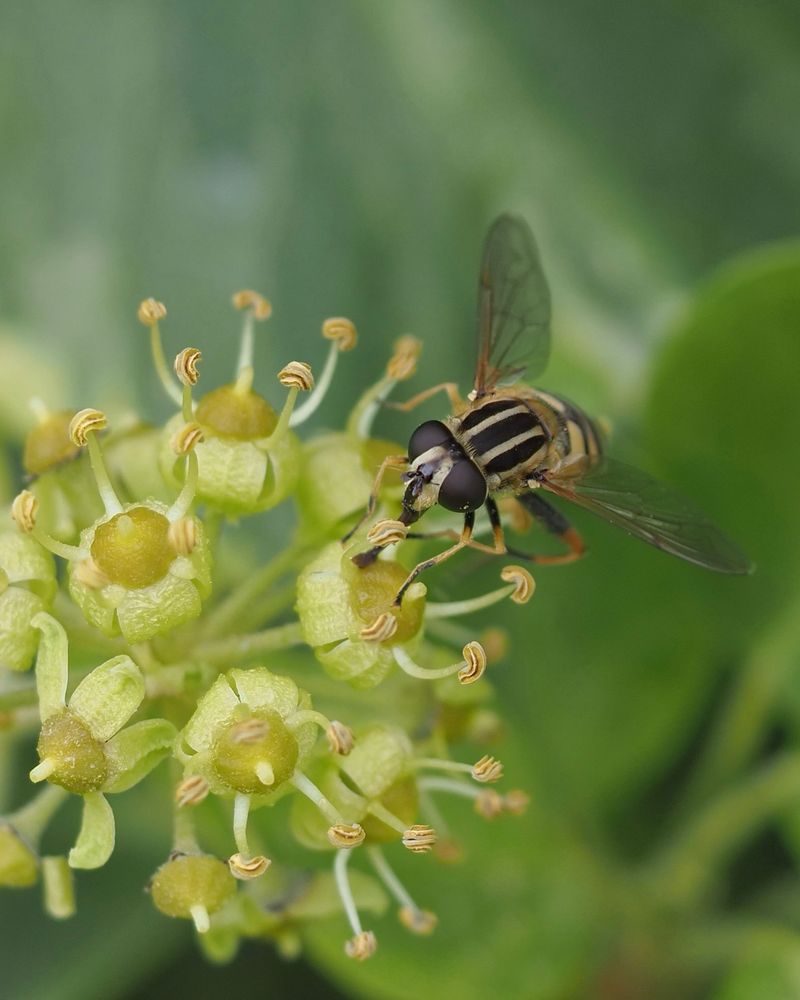 Close-up photograph of a Hoverfly with a striped thorax on Ivy flowers, against a blurred green background.