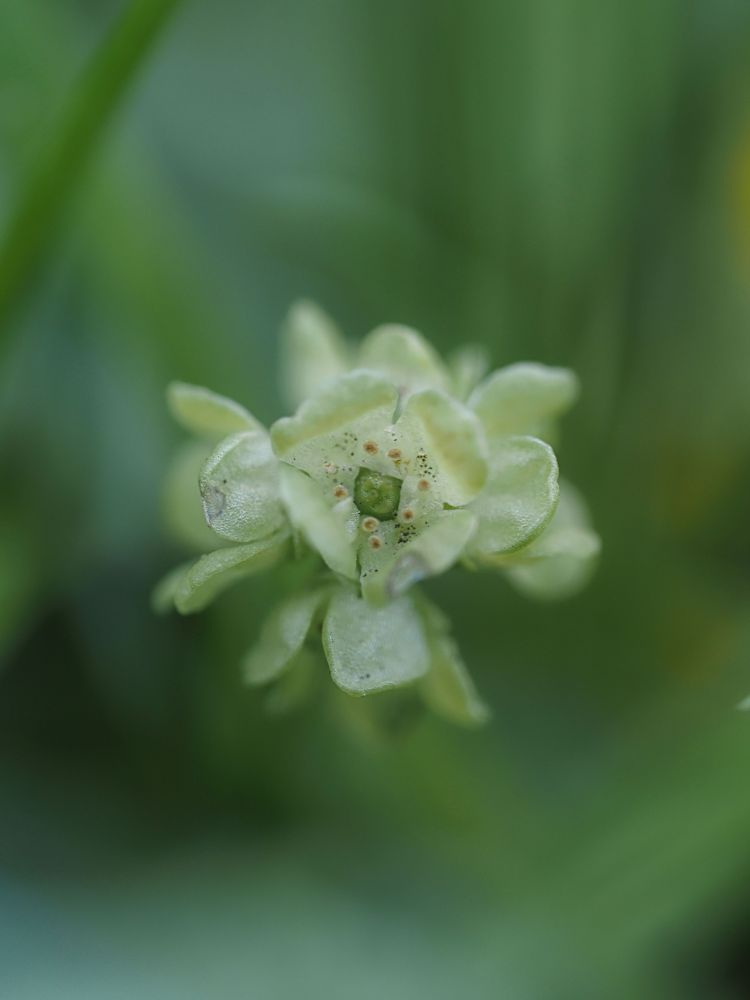 Close-up photograph of the tiny pale green flowers of Town hall clock, against a blurred dark green background.
