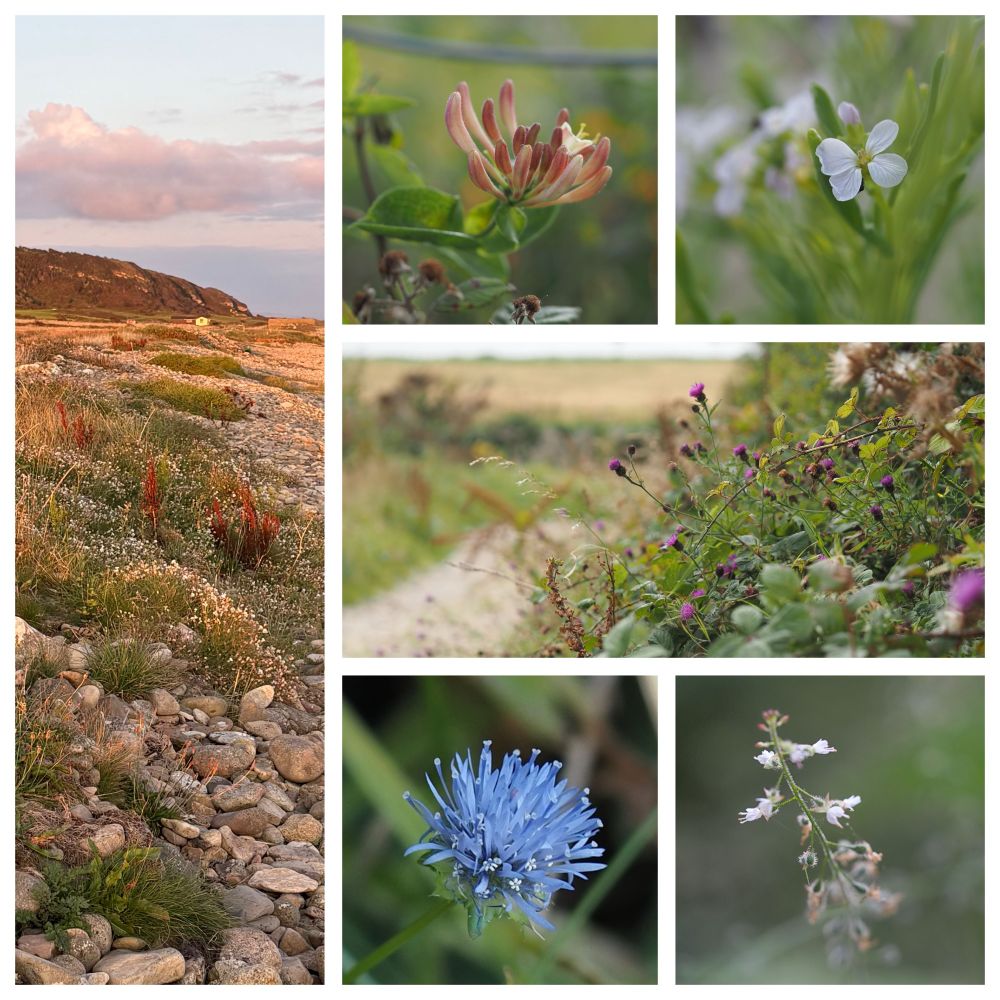 Montage showing Sea campion on pebbles on a beach, Honeysuckle, Sea rocket, Common knapweed in a hedgerow, Sheep’s-bit and Enchanter’s nightshade. 