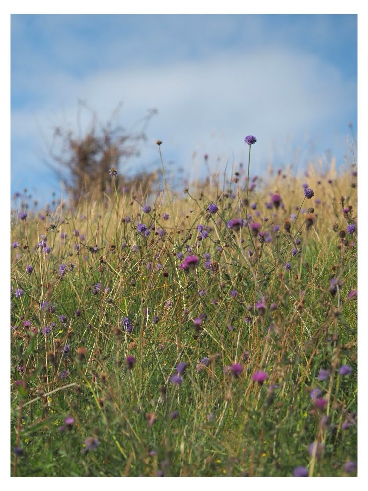 A grassy bank covered with Common Knapweed and Devil’s-bit scabious, with a blue sky above.