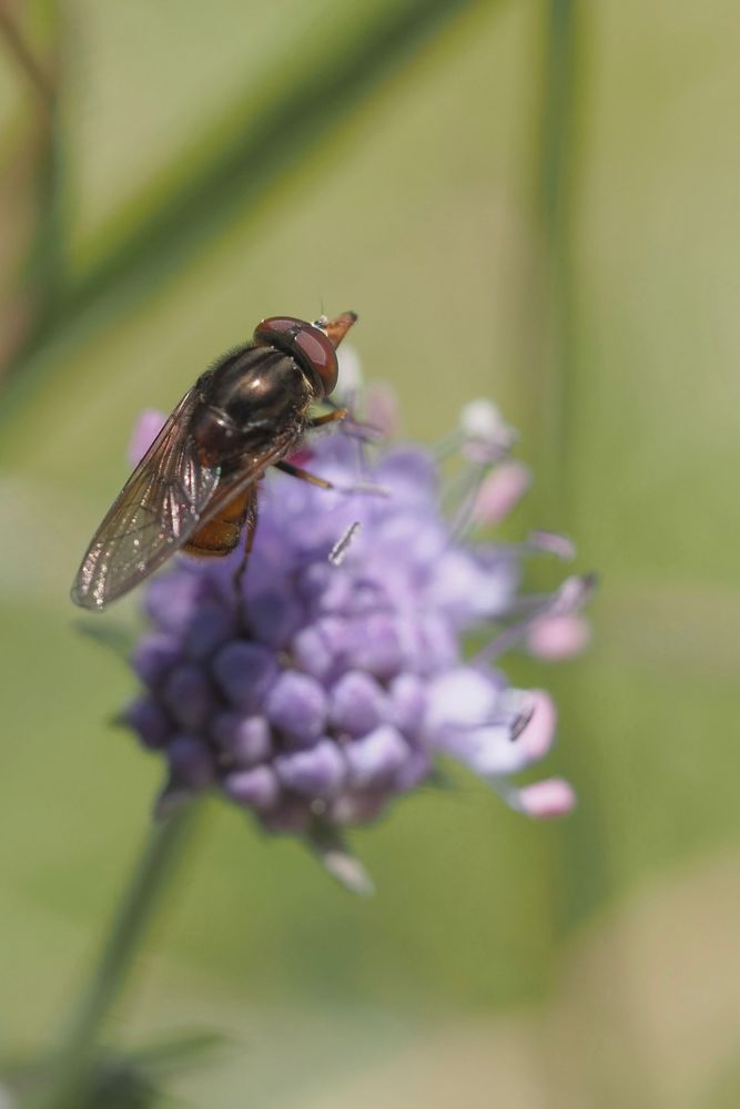 A small Hoverfly with a long rostrum on a small mauve flower.