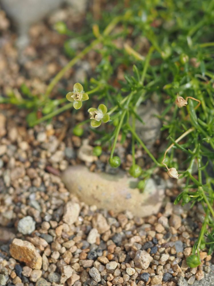 Two flowers on a tiny green plant growing jn shingle.