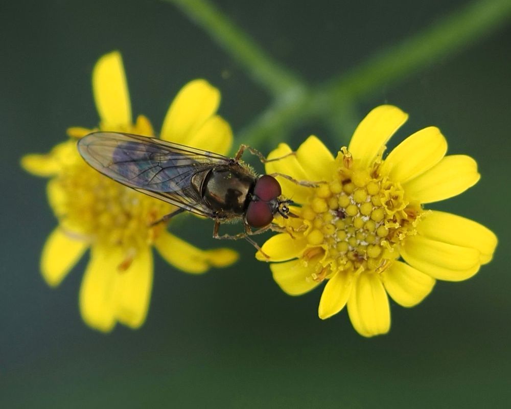 A small narrow Hoverfly with deep red eyes on a yellow flower against a dark green background.