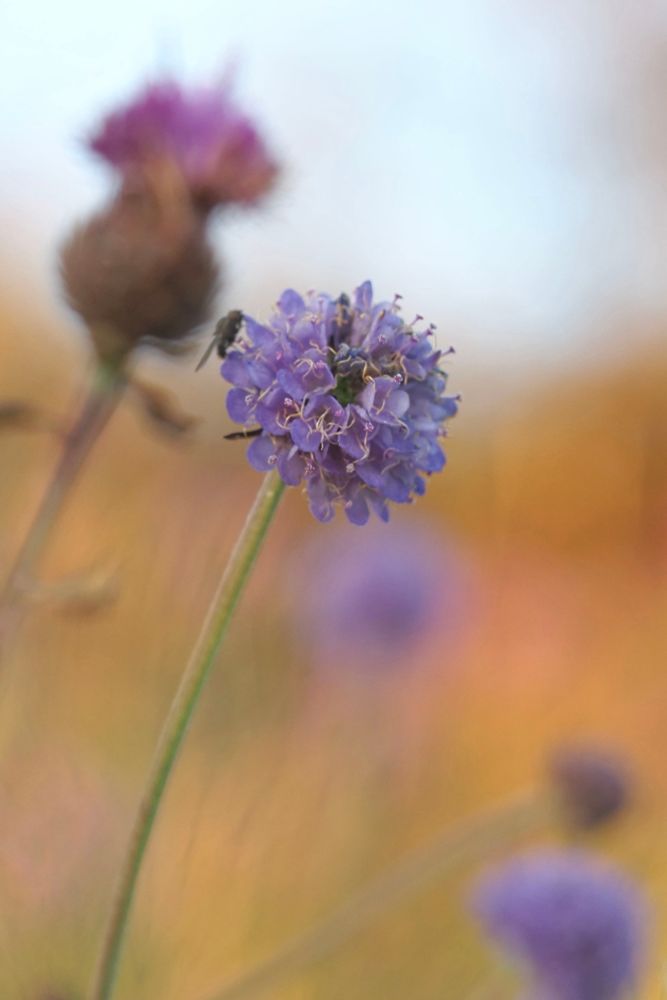 Mauve and purple flowers against an orange background.