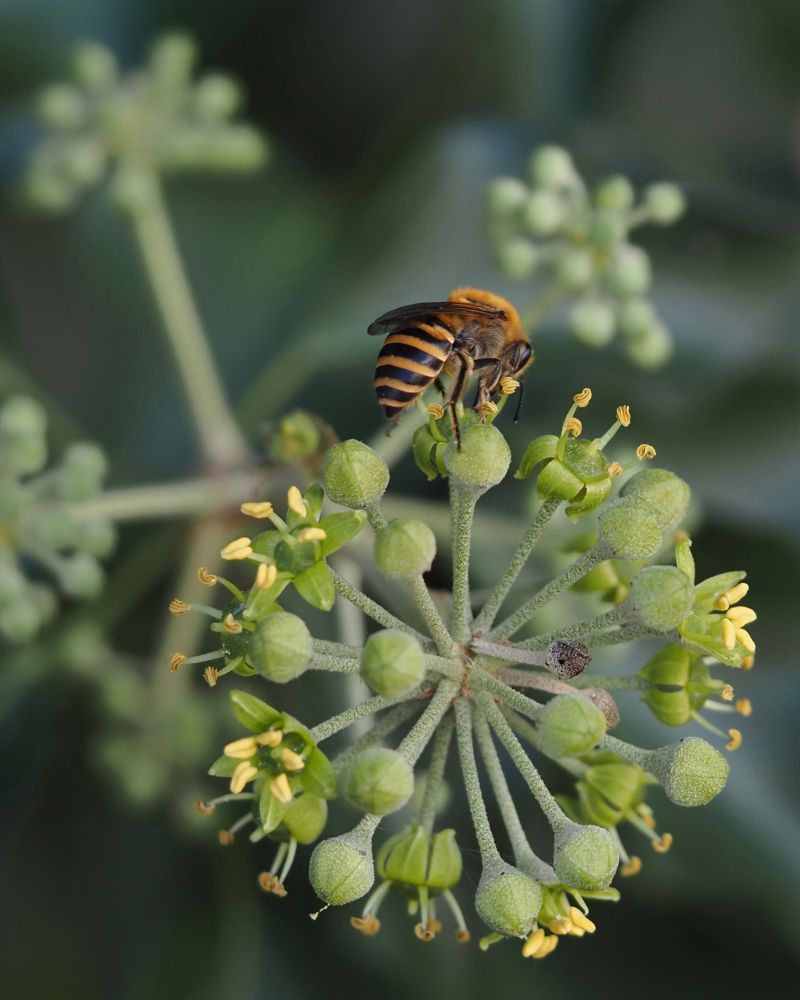 A yellow and black striped Ivy bee on Ivy flowers.