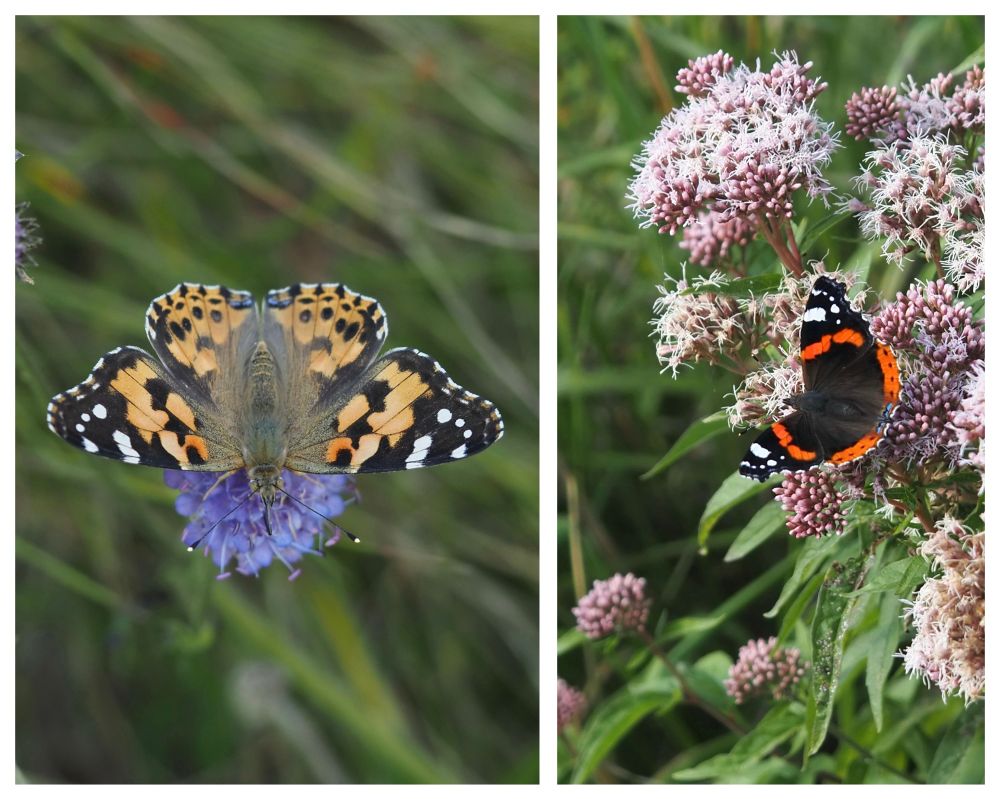 An orange, black and white butterfly on a purple flower and a red, black and white butterfly on a pink flower.