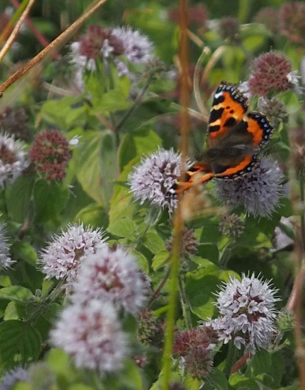 Round pale pink flower heads of Water mint with a Small tortoiseshell.