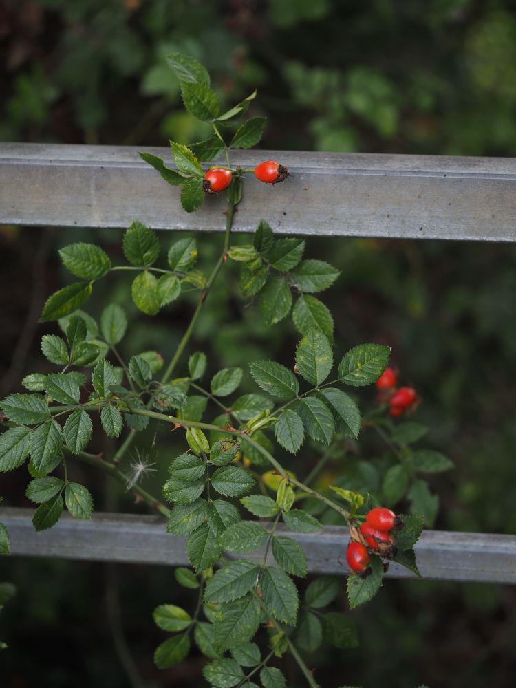 Red rosehips growing through the bars of a silver metal gate.